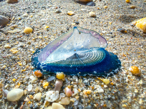 Velella By-the-Wind Sailor Stranded on Sandy Beach