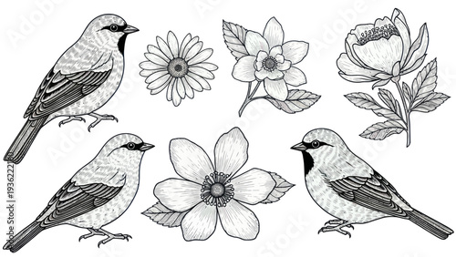 Vintage Sketch Style Birds and Flowers Collection.