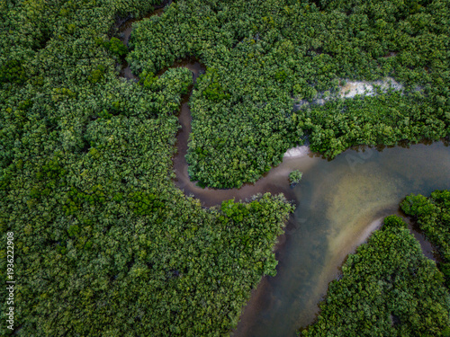 Río entre el manglar. Yucatán, México.