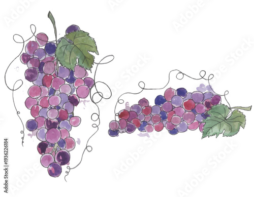 watercolor painting of bunches of grapes