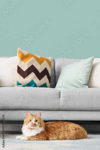 Cute fluffy cat lying on ca...