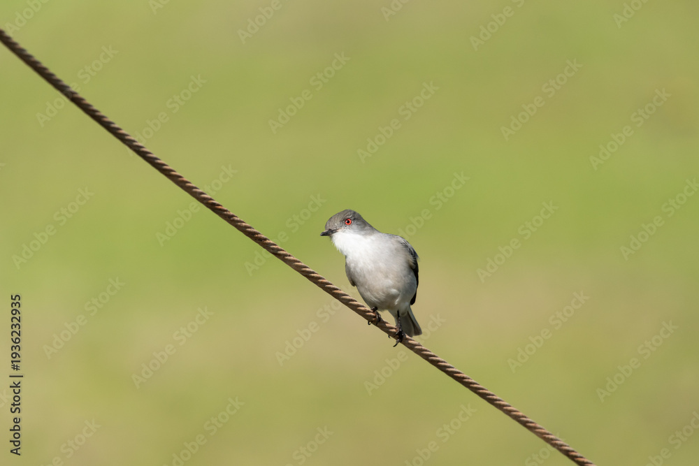Fototapeta premium Fire-eyed diucon perched on wire with green background – native bird of Chile