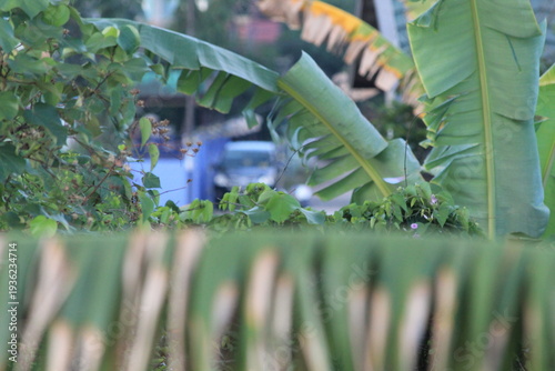 Green banana leaves in the foreground with a blurred blue car on a village street in the background. Concept of tropical suburban life, daily transportation, and natural framing in a residential area.