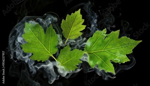 Green Leaves with Smoke on Black Background - A Natural Still Life.