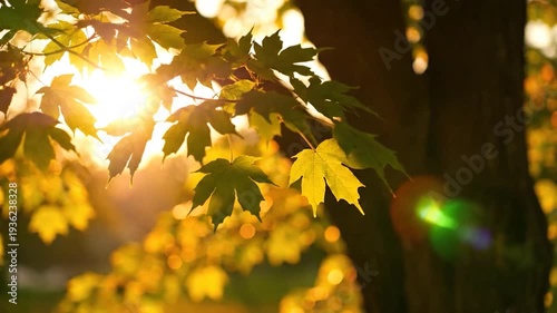 Sunlight filters through vibrant green maple leaves on a tree branch.
