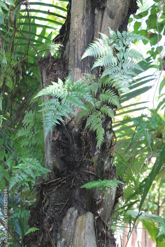 Tropical fern leaves growing epiphytically on a textured palm tree trunk in a lush rainforest. Beautiful natural green foliage background, perfect for botanical studies, environmental concepts, and ex
