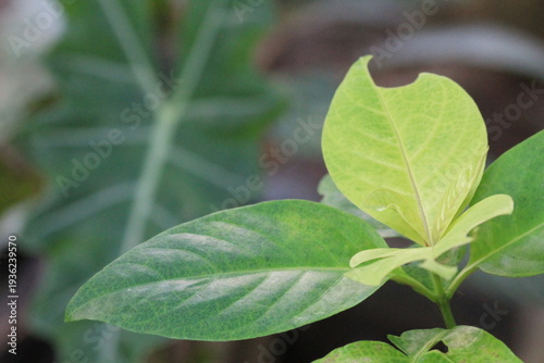 Fresh young green leaves of a tropical plant with a unique bitten edge, showing natural growth and insect interaction. Soft bokeh background featuring taro leaves, ideal for botanical studies, environ
