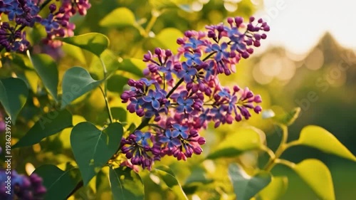 Vibrant purple and pink blossoms on a branch bathed in golden sunlight