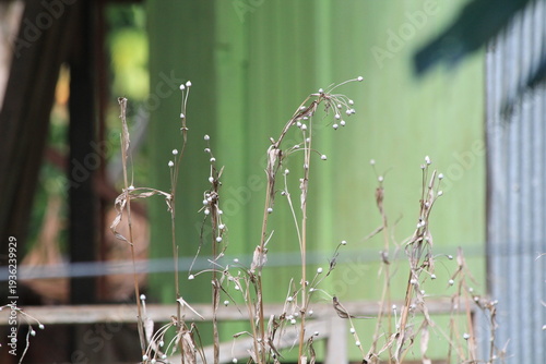 Close-up of dried wild grass stalks with white seeds against a blurred green background. Symbolizing the end of a season, drought, or natural texture in a tropical rural setting.