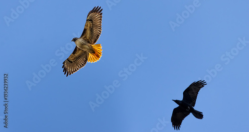 red-tailed hawk chased by a crow
