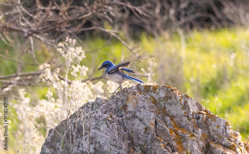 California scrub Jay standing on a rock 
