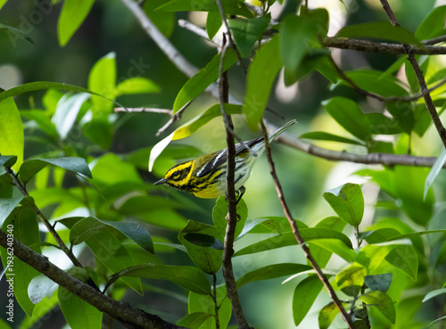 Εκτύπωση καμβά Townsend's warbler standing on a branch