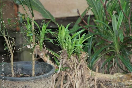 A cluster of fresh Pandan leaves (Pandanus amaryllifolius) growing in a garden alongside potted lime trees. Essential tropical aromatic herb used in Asian cooking and traditional medicine. Natural bac