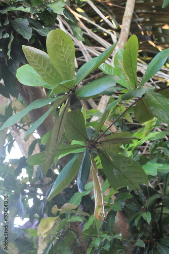 Close-up of lush green tropical leaves with sunlight filtering through the canopy. Showcasing natural textures and biodiversity of a Southeast Asian forest. Ideal for environmental backgrounds, botani