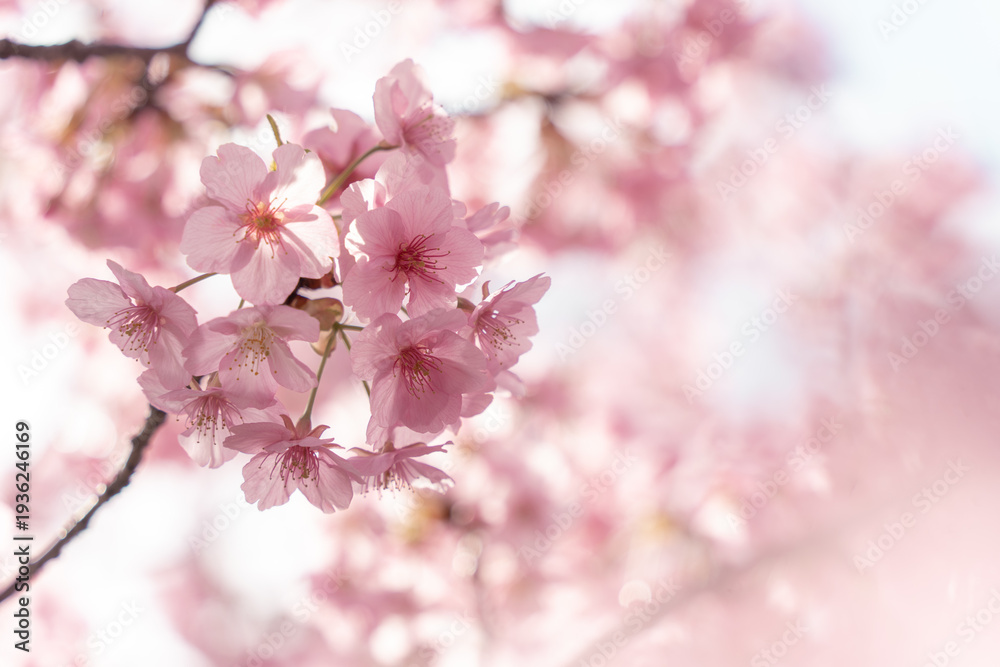 Fototapeta premium Soft Pink Cherry Blossoms with Dreamy Bokeh Background