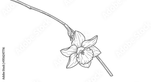 Daffodil Narcissus Flower on Curved Stem