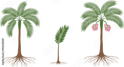 Vector illustration of palm tree growth stages from young seedling to mature fruit bearing tree with roots for tropical nature concept
