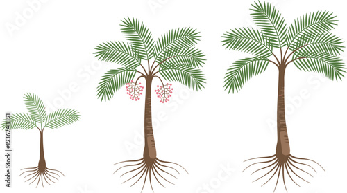 Vector illustration of palm tree growth stages from young seedling to mature fruit bearing tree with roots for tropical nature concept