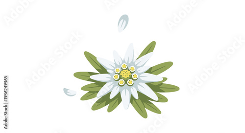 White flower with green leaves and yellow center petals scattered