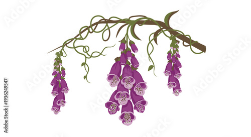 Purple foxglove flowers on a hanging branch
