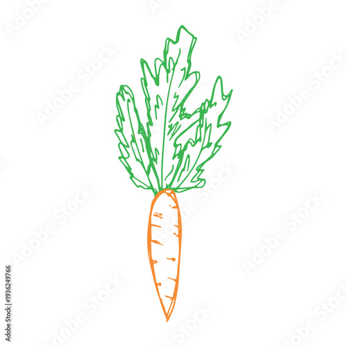 Hand drawn farm carrot plant with green leaves Fresh vegetable doodle Healthy eco food Organic garden vegetarian food For design, print, packaging, decor, kids books, coloring pages