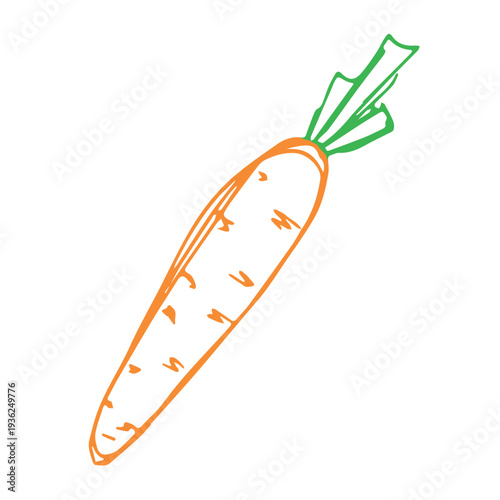 Hand drawn farm carrot plant with green leaves Fresh vegetable doodle Healthy eco food Organic garden vegetarian food For design, print, packaging, decor, kids books, coloring pages