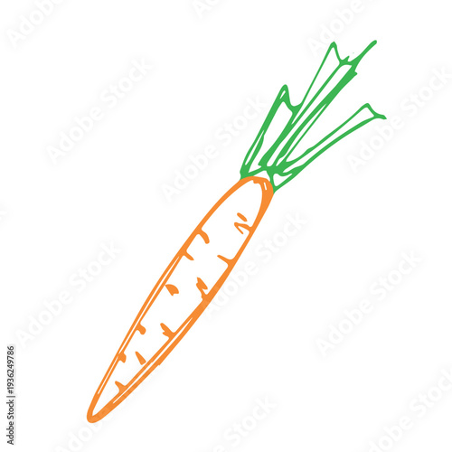 Hand drawn farm carrot plant with green leaves Fresh vegetable doodle Healthy eco food Organic garden vegetarian food For design, print, packaging, decor, kids books, coloring pages