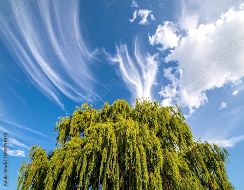 Wallpaper Mural Low-angle view of a weeping tree under a vibrant blue sky dotted with wispy, streaky clouds and a single fluffy white cloud Torontodigital.ca