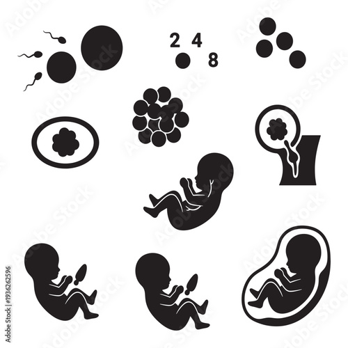 Collection of icons representing human reproduction and fetal development stages, from fertilization to fetus.