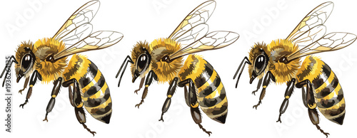 Detailed Honey Bee Vector Illustration Set Featuring Three Realistic Pollinator Insects with Yellow and Black Stripes for Nature Honey Production and Environmental Designs