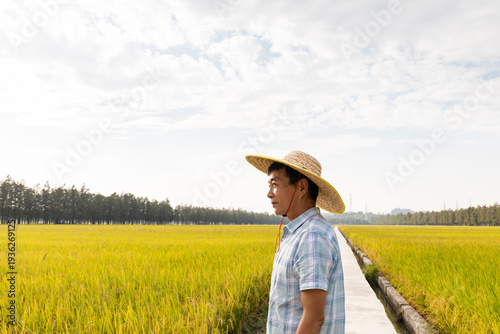 Elderly Chinese Farmer in Autumn Paddy Field