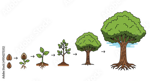 Tree Growth Stages from Seeds to Mature Tree with Roots and Leaves