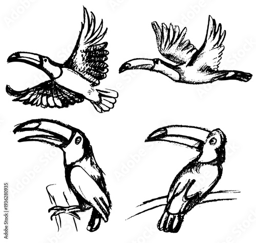Set of hand drawn toucan vector illustrations. Flying and perched tropical birds sketches isolated on white background.
