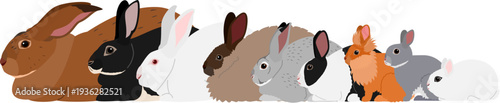 various types of rabbits sitting in a row