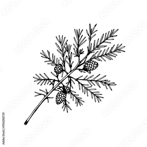 Detailed vintage ink drawing of a cedar branch with small cones, showcasing classic botanical engraving style on a clean white background
