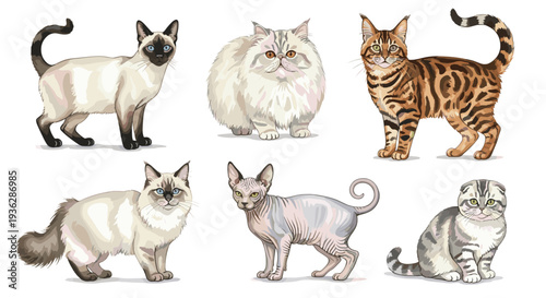 Diverse Cat Breeds Collection Featuring Siamese Bengal Persian Ragdoll Sphynx Scottish Fold Domestic Felines