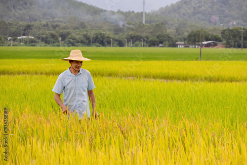 old farmer in autumn rice paddies