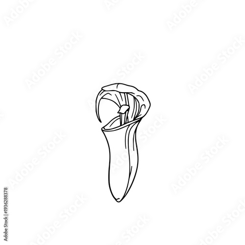 Elegant Fine Line Art of a Carnivorous Nepenthes Pitcher Plant on White Background, Botanical Drawing for Nature Enthusiasts