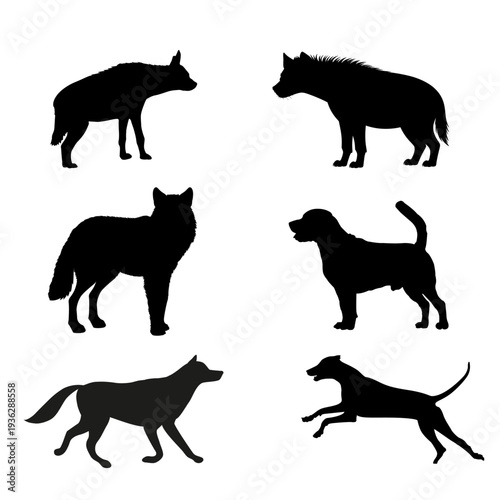 Chicken silhouette collection with different standing poses perfect for farm logos, agriculture graphics and poultry illustrations.