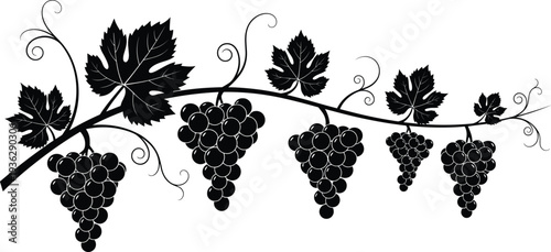 Grapevine branch with grape clusters and leaves decorative black silhouette vector illustration isolated on white