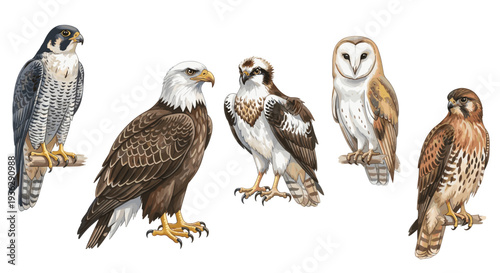 Collection of Majestic Birds of Prey Including Eagle Owl Falcon Osprey and Kestrel Perched on Branches Isolated on White Background