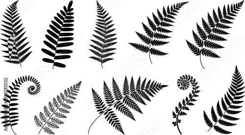 Assortment of Black Silhouettes of Fern Leaves and Fronds on White Background leaf