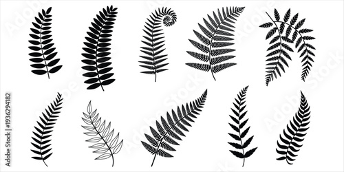 Collection of Black Fern Leaves Silhouettes on White Background leaf