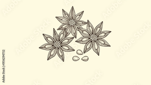 Vintage style hand drawn sketch of several star anise pods and seeds on a light yellow parchment background.