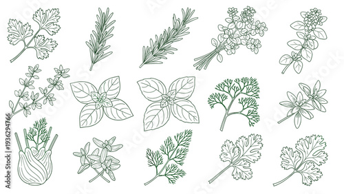 Set of hand drawn green herb illustrations including rosemary, basil, parsley, mint, fennel, and other kitchen garden plants.