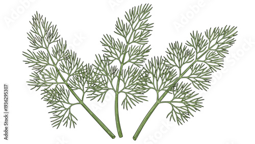 Set of four fresh dill sprigs is presented in a detailed botanical illustration highlighting the delicate green leaves and stems.