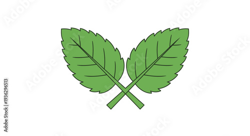 Green leaves crossed on white background.