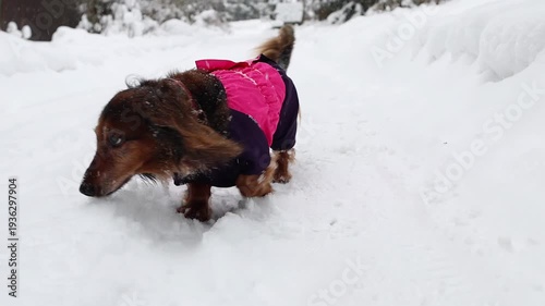 Little purebred dachshund walking in snowy yard. Companion animal concept and cheerful winter environment. Small red dog looking away outdoor.