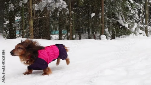 Long haired dachshund running through deep snow wearing bright pink winter jacket. Playful pet lifestyle and cold season outdoor activity. Small red dog playing under snow.