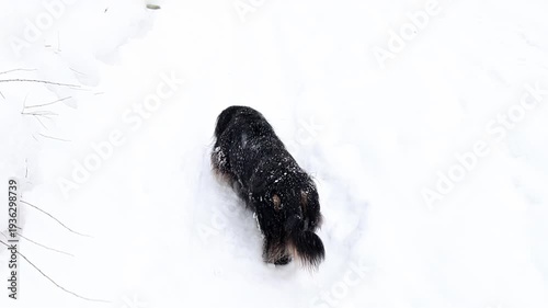 Dog running through deep fresh snow during heavy winter day. Active pet lifestyle and cold season outdoor adventure. Black dog playing and shaking off energetically in snowy landscape.